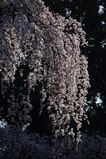 京都御所の枝垂れ桜