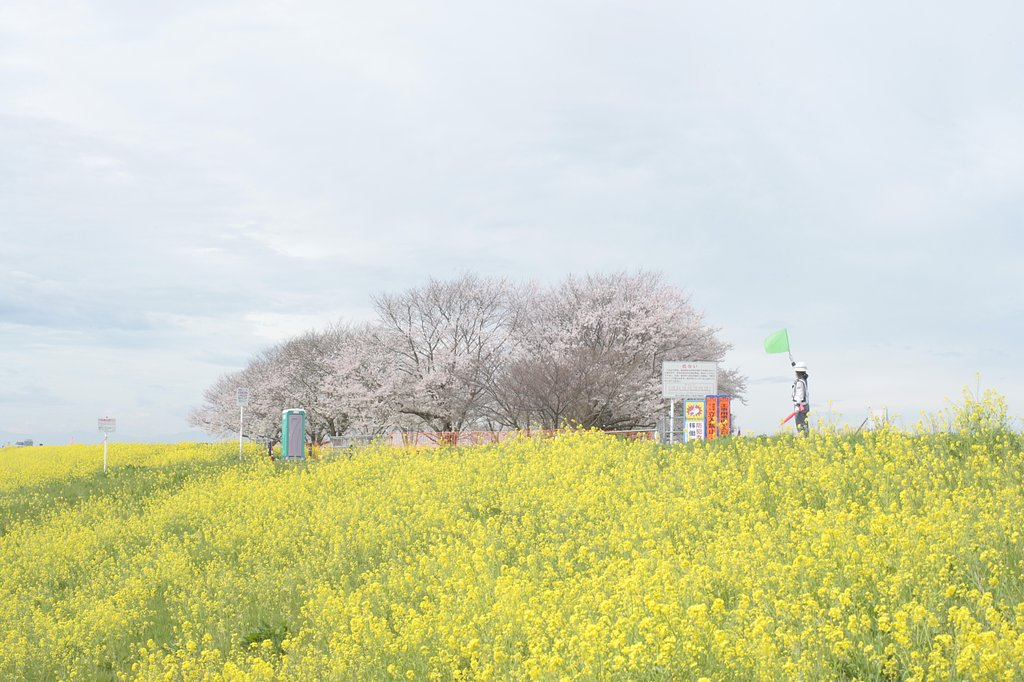 咲いた咲いた