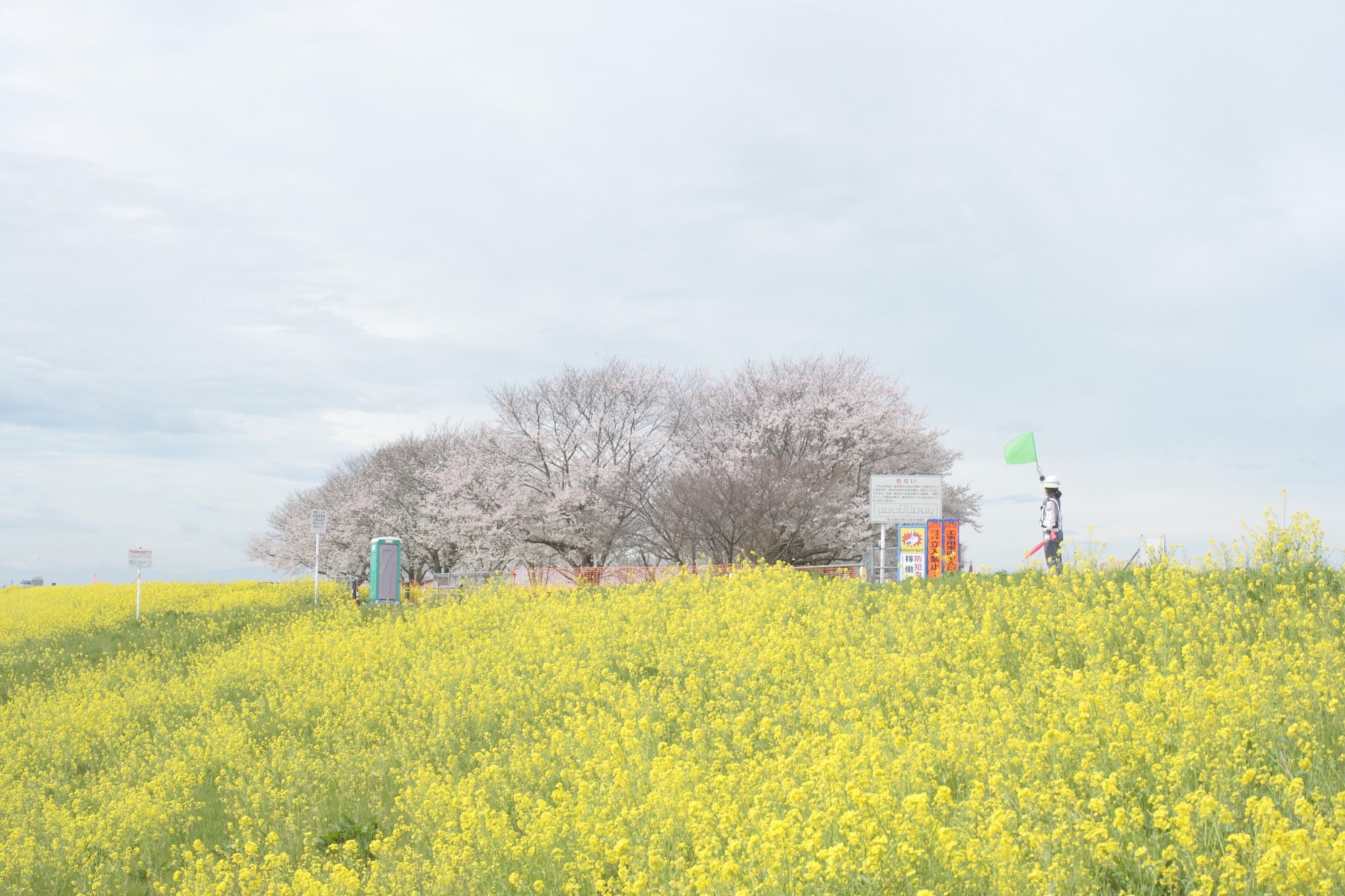 咲いた咲いた