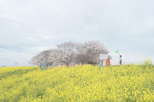 咲いた咲いた