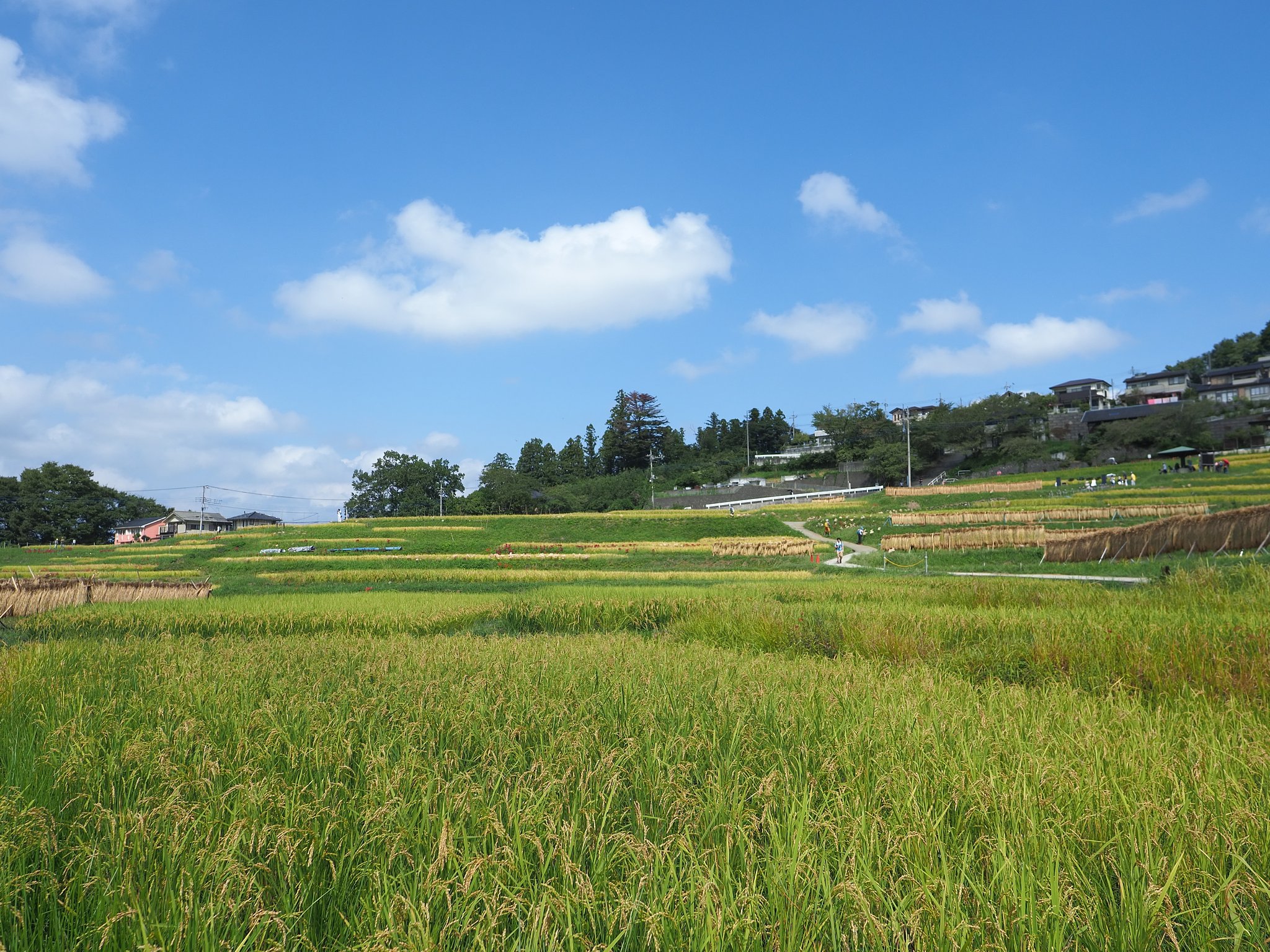 寺坂棚田