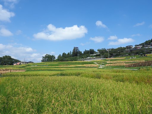 寺坂棚田