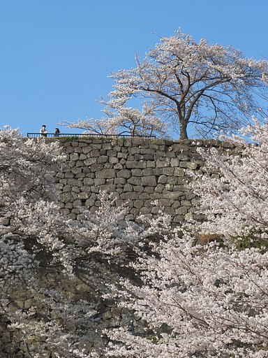 春を楽しむ