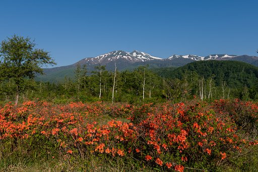 レンゲツツジの目覚めⅡ