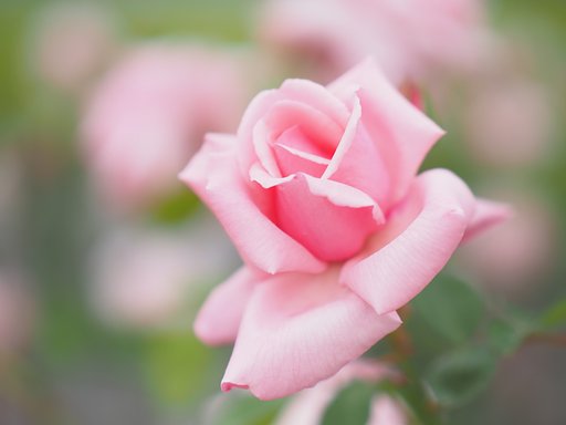 春バラ～◎Pana-LEICA DG NOCTICRON 42.5mm/F1.2～ 