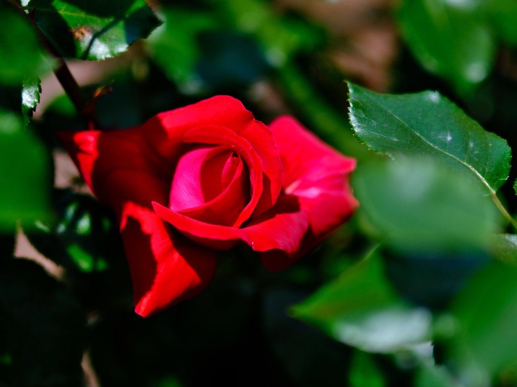 薔薇