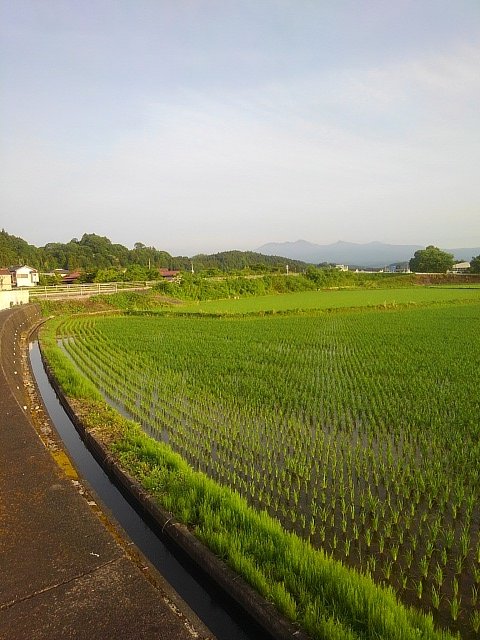 朝の水田はのどかな感じ!!