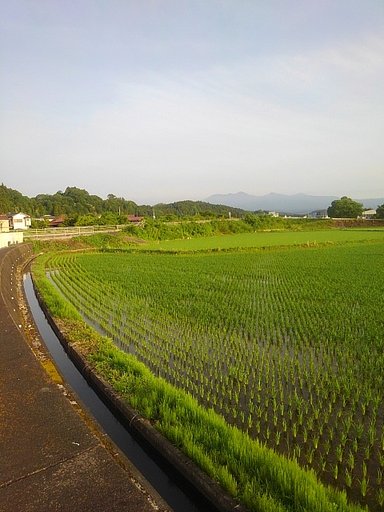 朝の水田はのどかな感じ!!