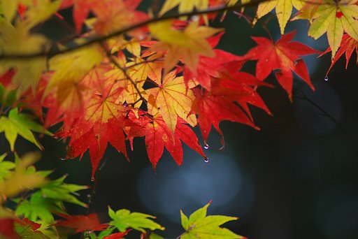 森に輝く