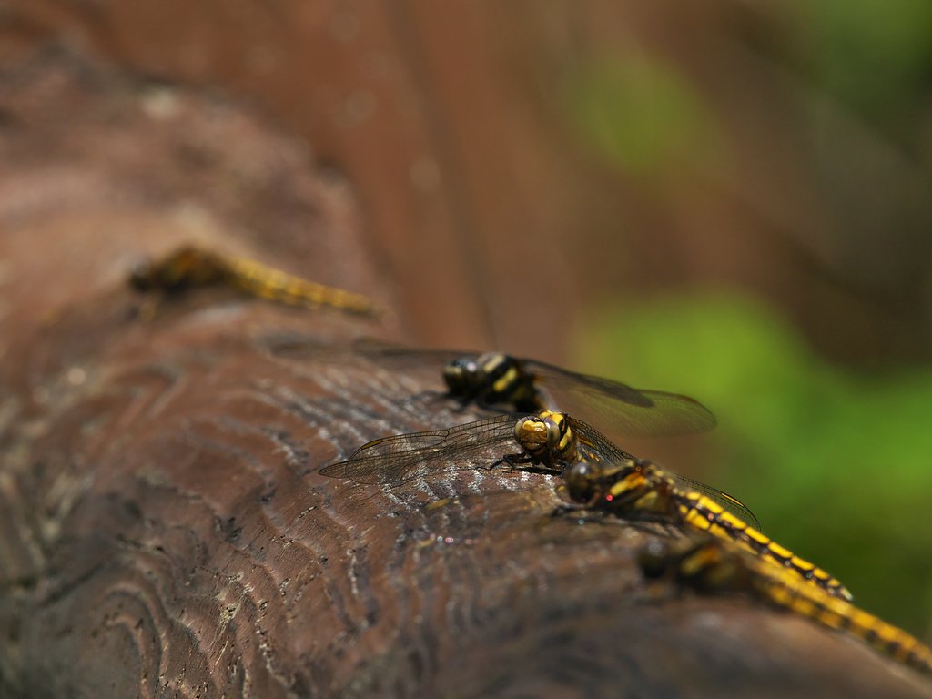 Dragonfly