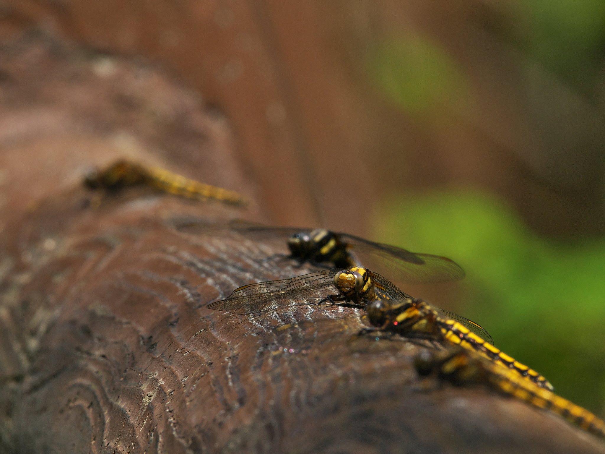Dragonfly