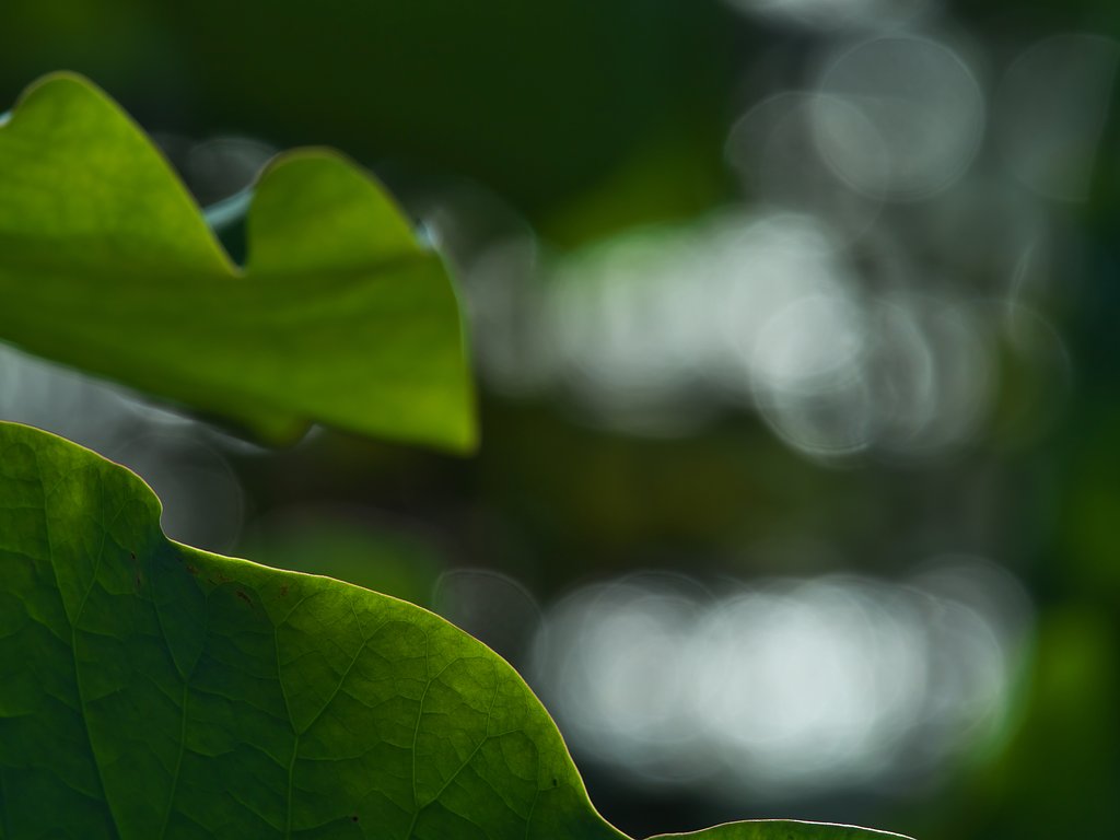 lotus leaf