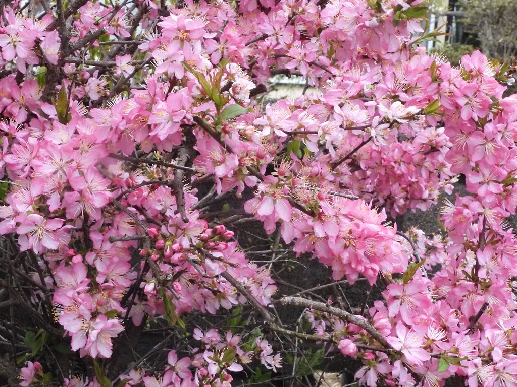 ニワウネ