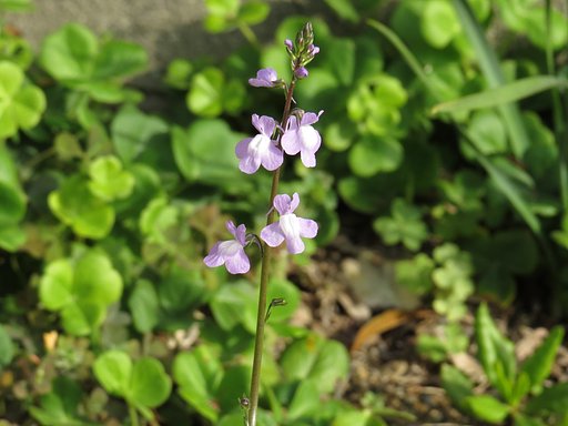 小さな野草　マツバウンラン