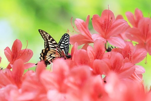 【初夏】明日から５月