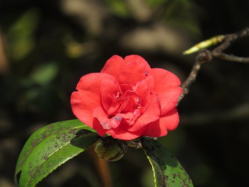 最後の椿の花