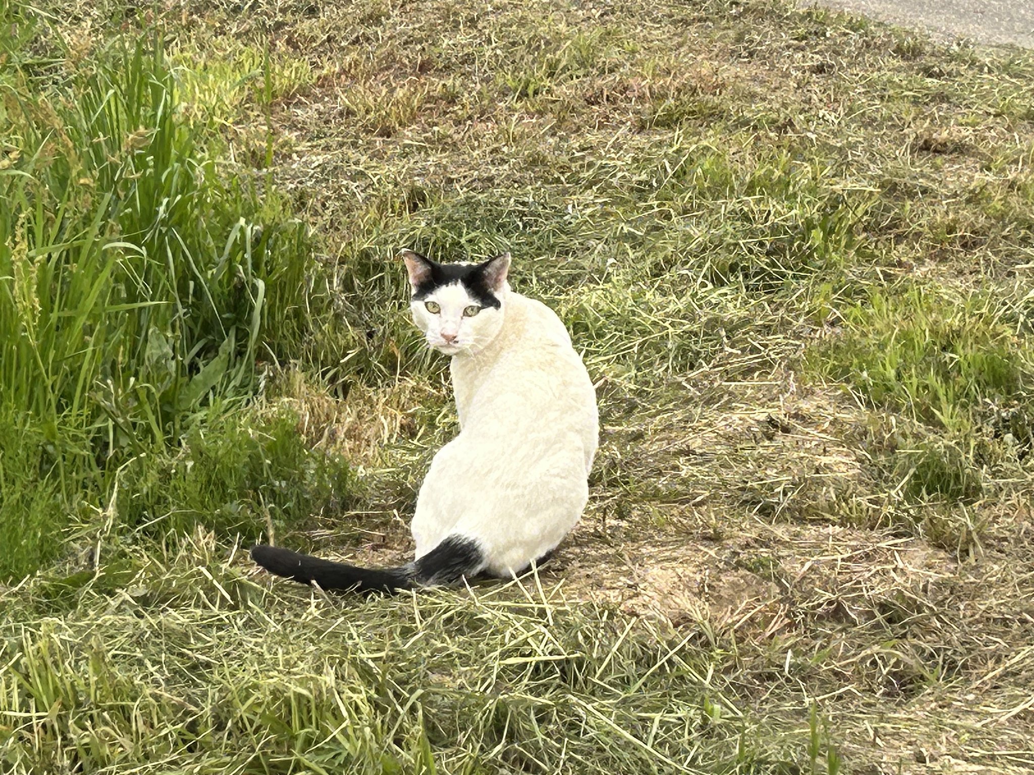 野良猫