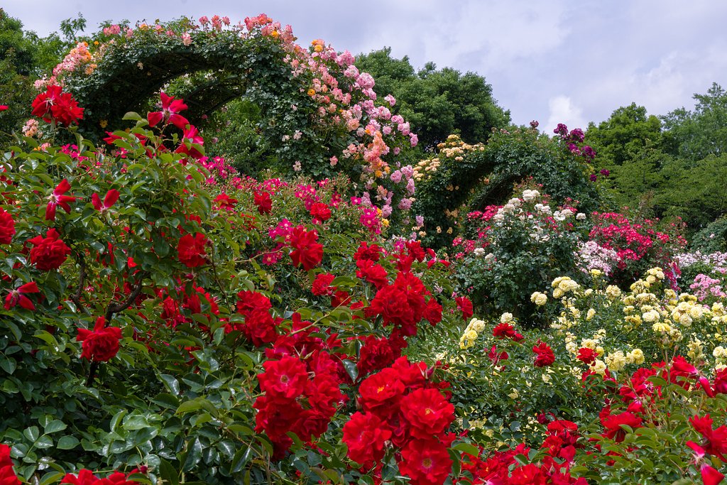 薔薇のアーチ