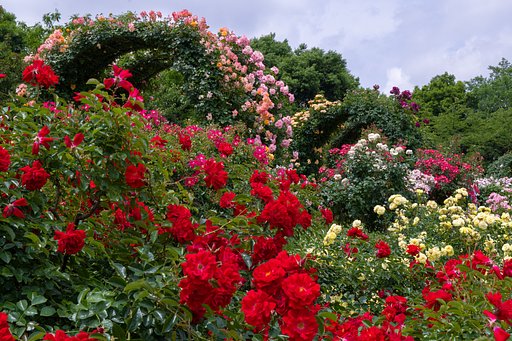 薔薇のアーチ