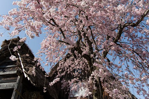 里山にも春の訪れⅤ_春降り注ぐ