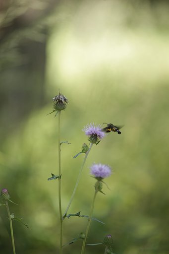 紫色の花と昆虫