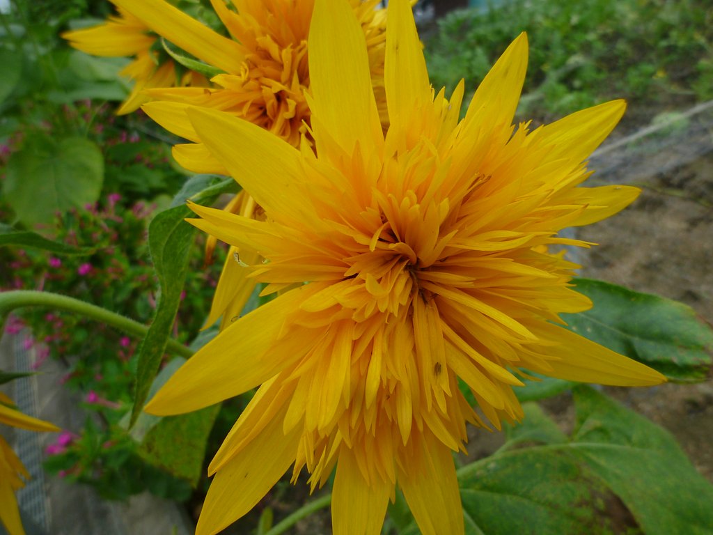 【初夏】夏に咲く花　２