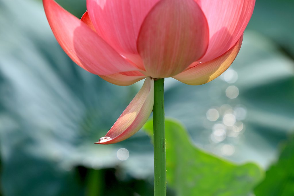ハスの花