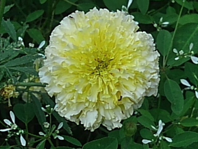 満月っぽい花