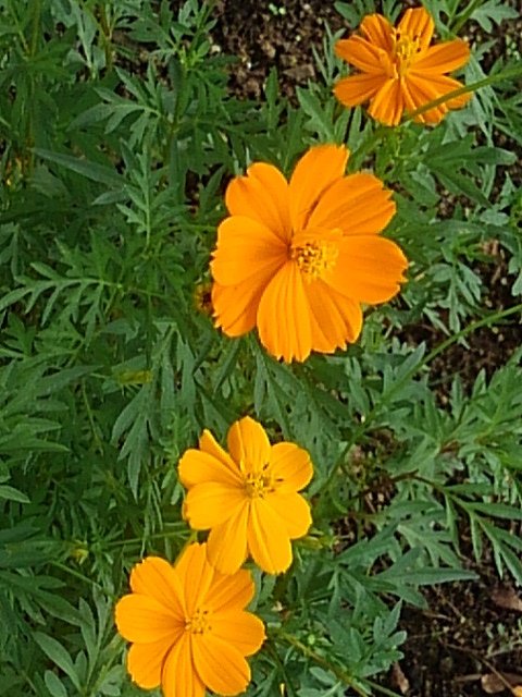 公園の花壇のキバナコスモスの群れ