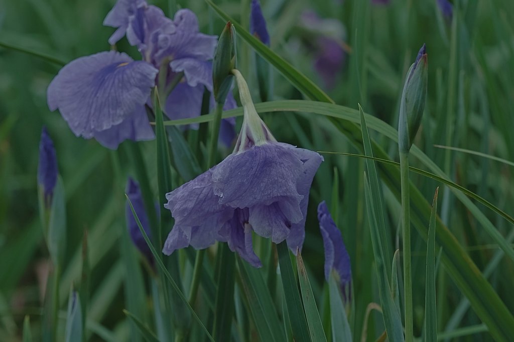 花菖蒲の季節に　Ⅲ