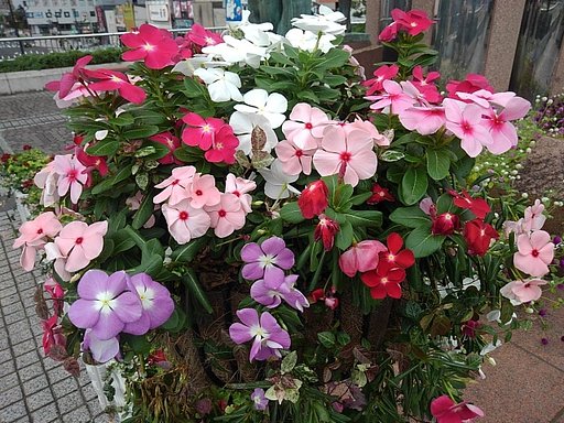 宇都宮駅のカラフルな花