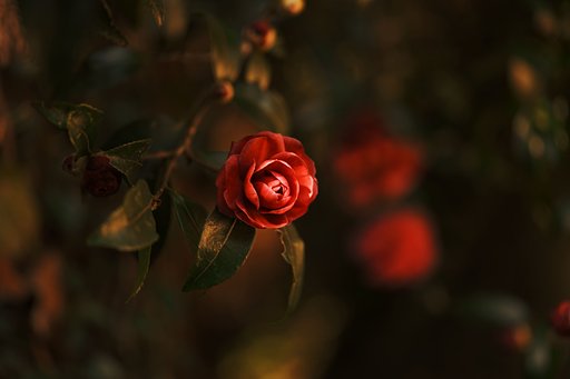 山茶花