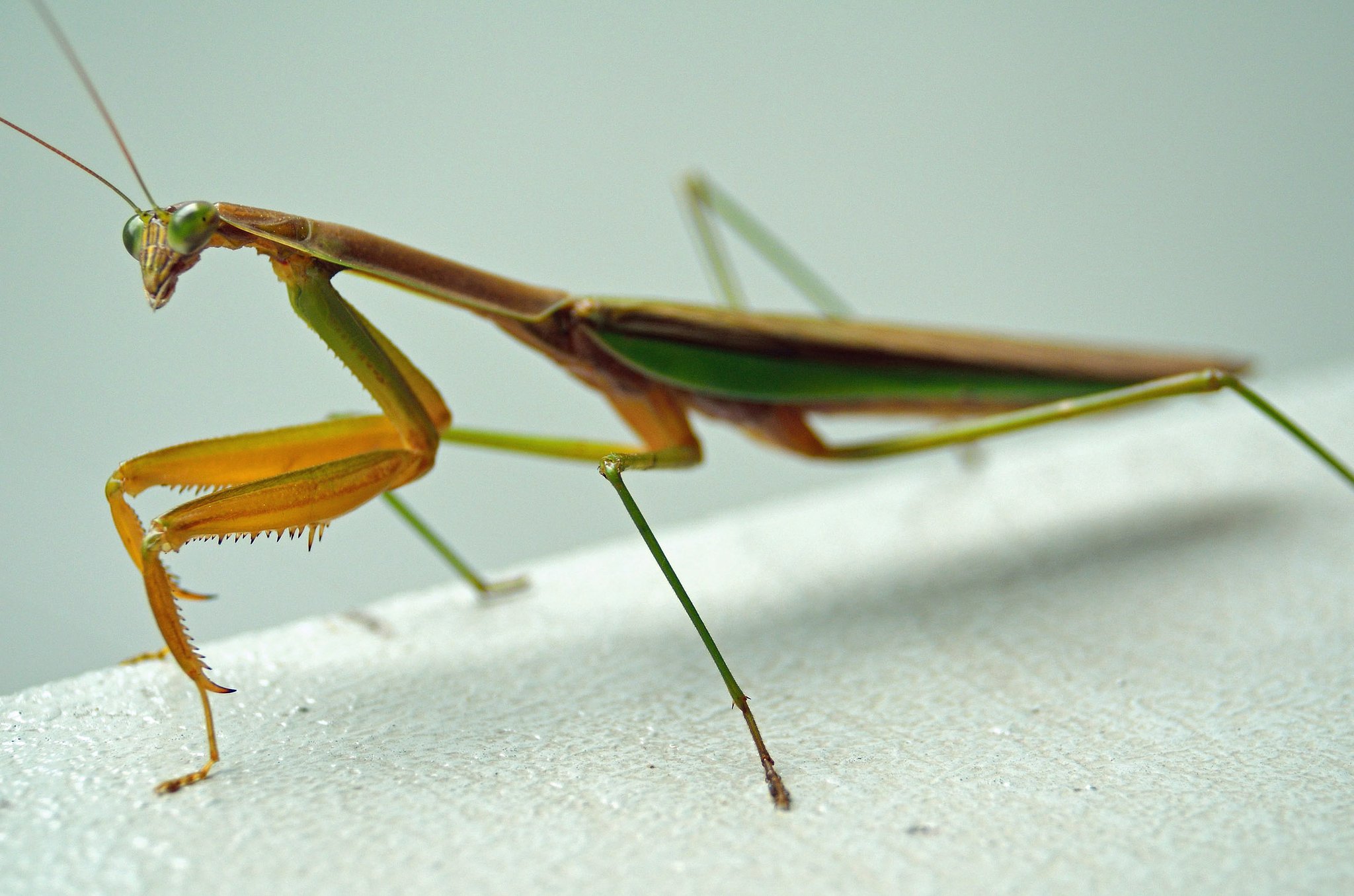 カマキリ