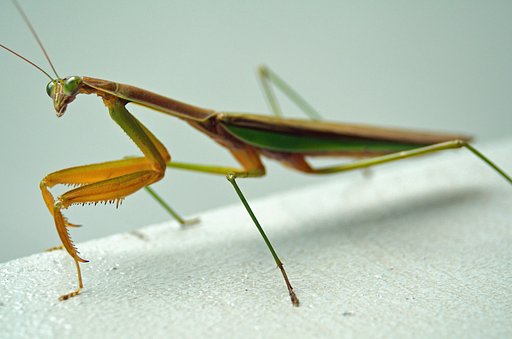カマキリ