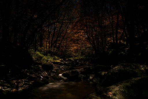月光の森Ⅰ