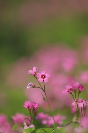 NaturalFilter