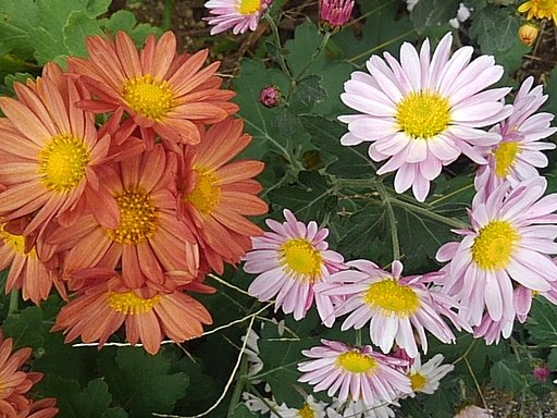 庭の小菊～赤とピンク