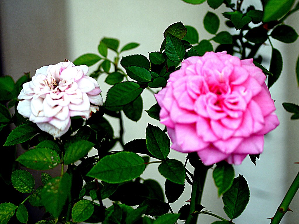 Canon EFS60mmF2.8macro USM