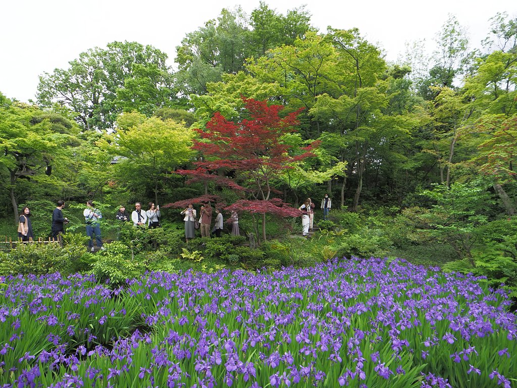 燕子花Photo