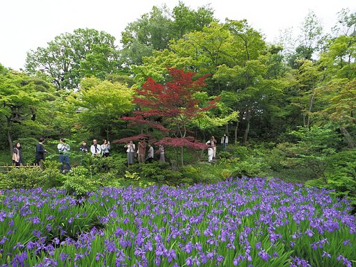 燕子花Photo