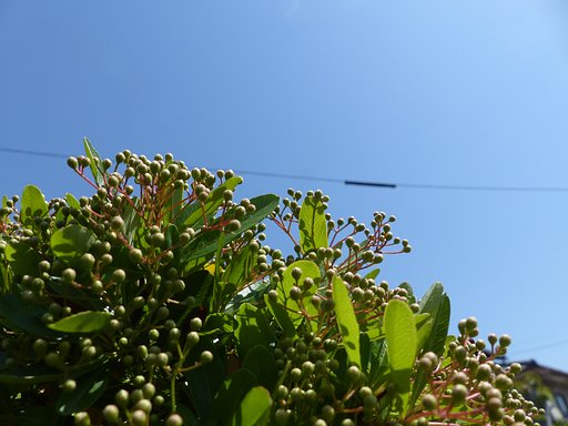 【初夏】青空とピラカンサスの蕾