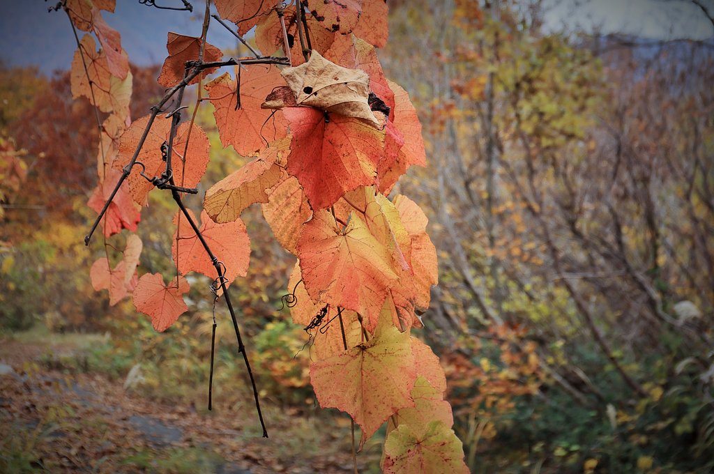 大きな紅葉