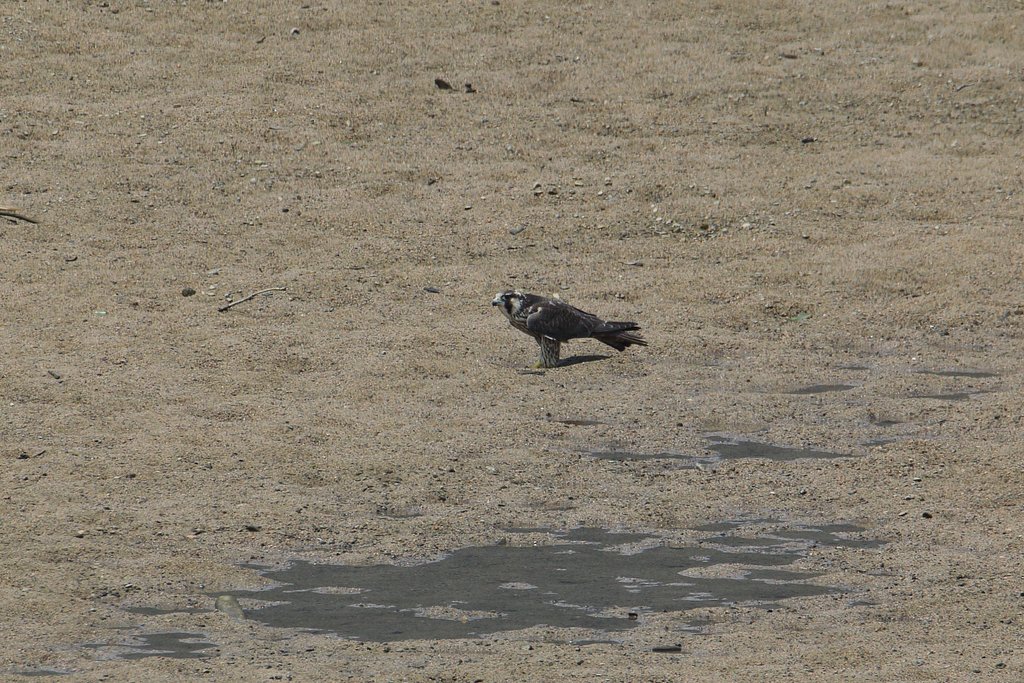ハヤブサ初見