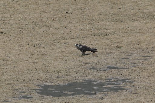 ハヤブサ初見