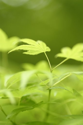 目に青葉・・・・