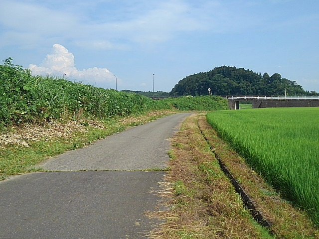 水田地帯と奥の入道雲と森