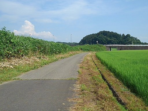 水田地帯と奥の入道雲と森