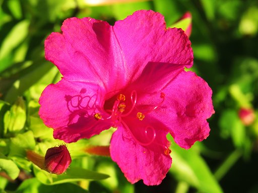 散歩で見る路肩に咲く花UP