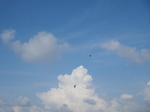 夏ツバメ