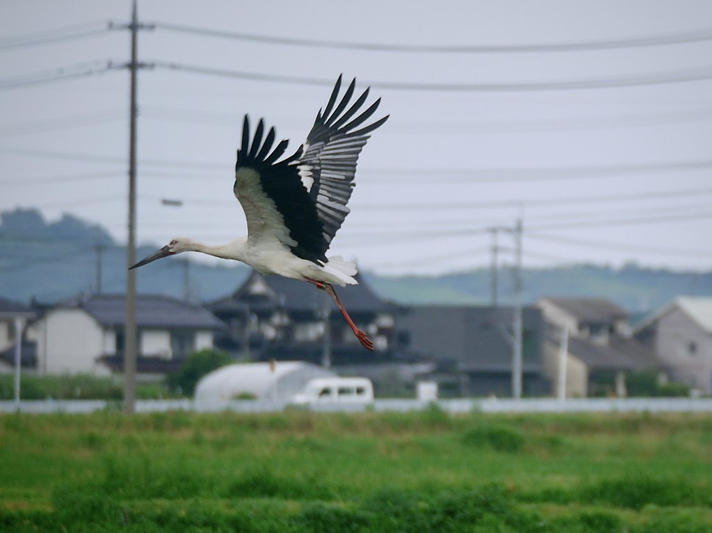 コウノトリ−２